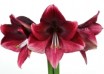 hippeastrum Daphne (1)